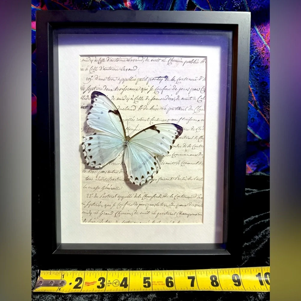 Rare Mint Morpho Butterfly Mounted Taxidermy Framed Wall Art 🦋